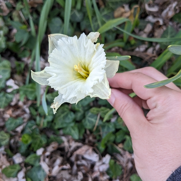 Happy 2025l! Thanks for supporting our small business!🌻🌈🥰💐🍄🎁🛍️💌 - Picture 17 of 17